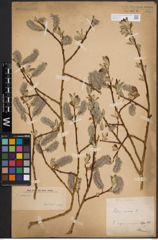 Foto von Salix caprea L.